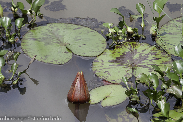 waterlily